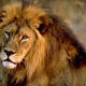 Illustration for article titled Caturday - Panthera leo Edition